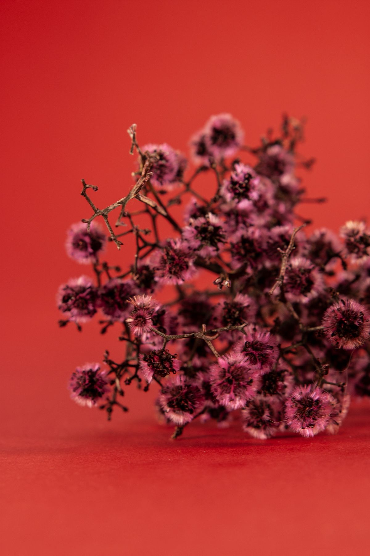 Bunch of dried light purple flowers with thin stems