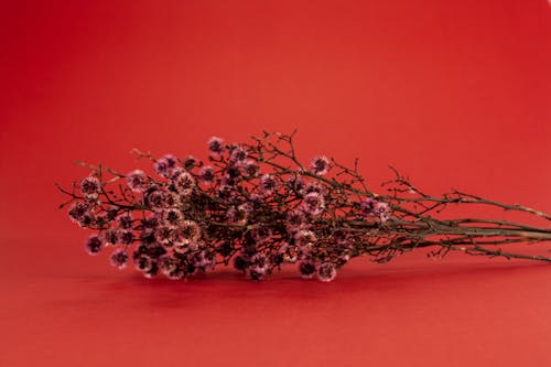 Close-Up Shot of Dry Flowers on a Red Surface