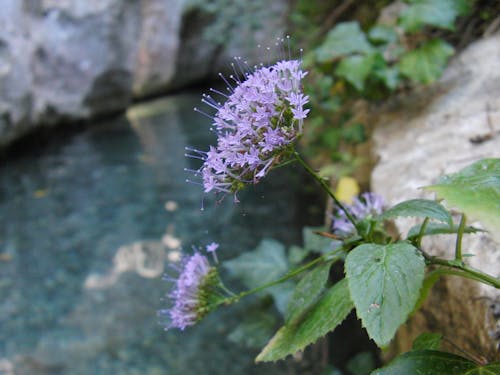 Foto profissional grátis de flor lilás