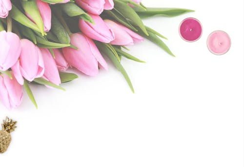 бесплатная Розовые цветы тюльпана с белым фоном Стоковое фото