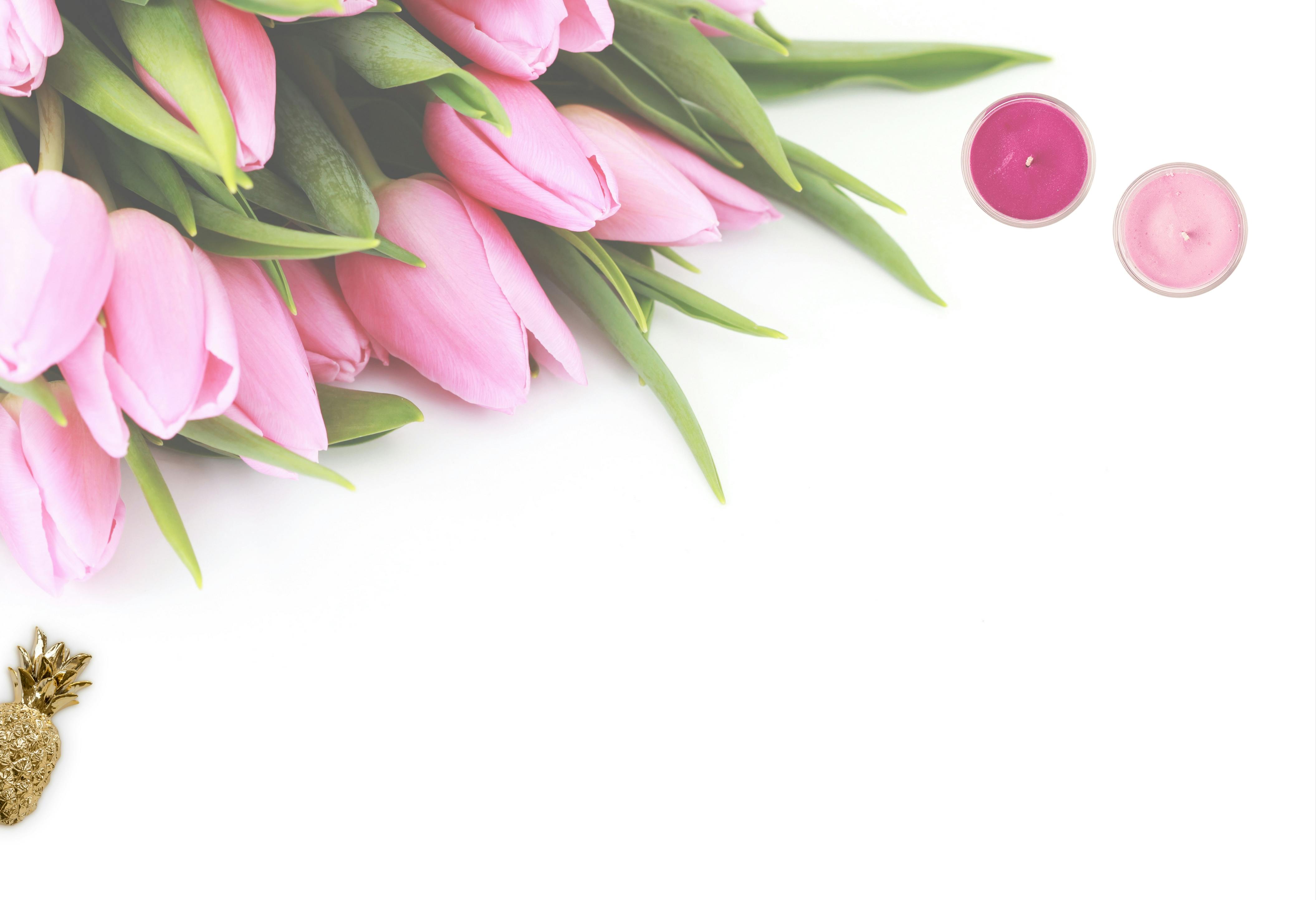 白い背景を持つピンクのチューリップの花 無料の写真素材