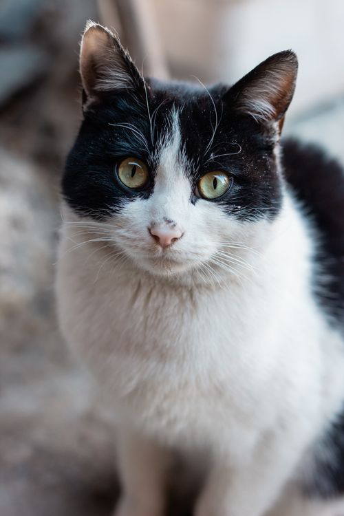 Free Adorable black and white cat with striking eyes, sitting and staring intensely. Stock Photo