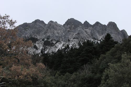 Foto profissional grátis de árvores, cenário, floresta