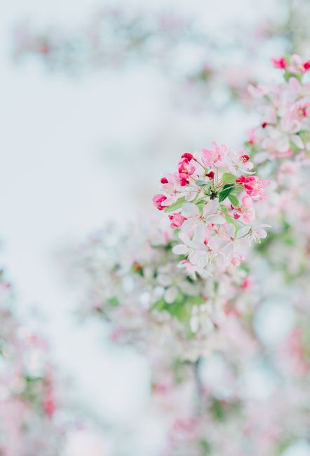 Close-up of delicate pink and white blossoms on a tree, capturing the essence of spring.