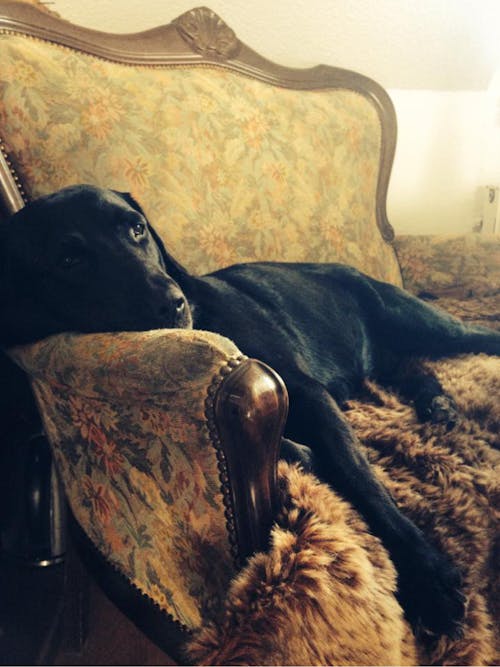 Foto stok gratis anjing, sofa, vintage