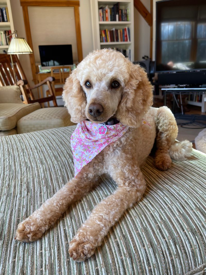 Benny - photo 1