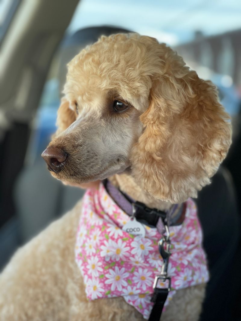 Penny - photo 1
