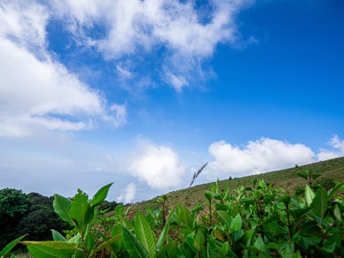 Free stock photo of blue mountains, blue sky, wild