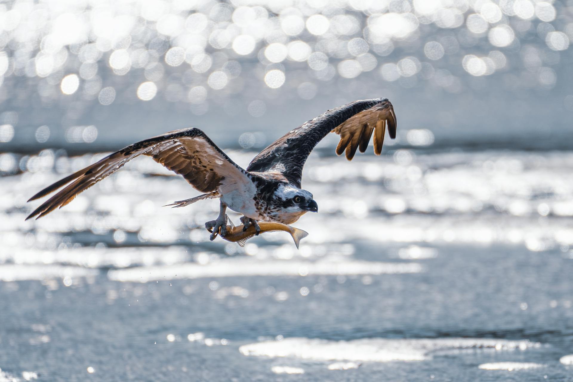 A Hawk Flying over the Sea