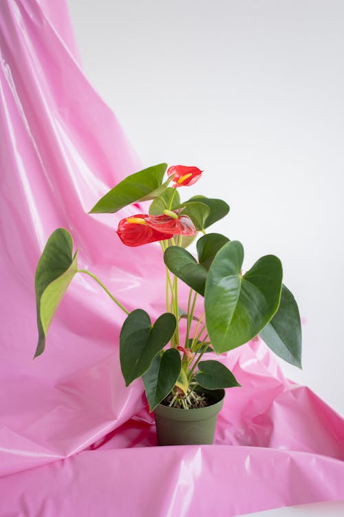Anthurium flower with red flowers and green leaves in pot placed on pink textile on white background in light modern studio