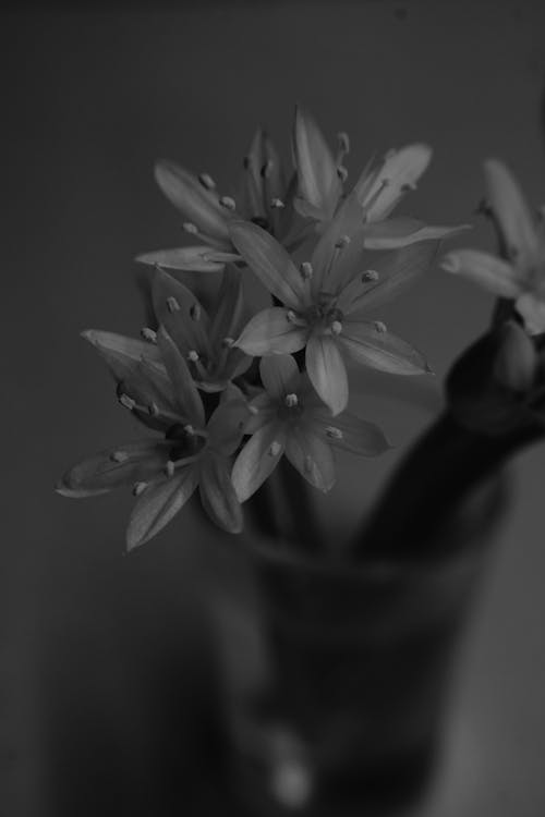 Free Grayscale Photo of Flowers in a Glass Stock Photo