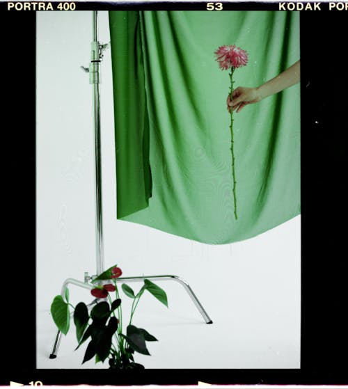 Hand holding pink leafless chrysanthemum against green fabric near anthurium against white background
