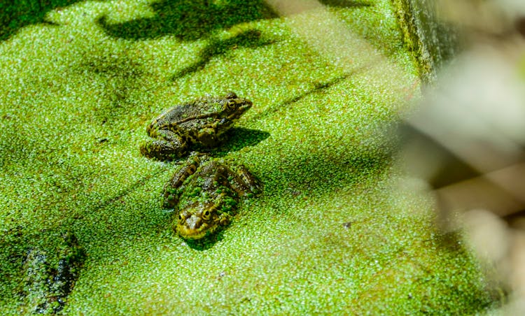 Frogs On The Pond