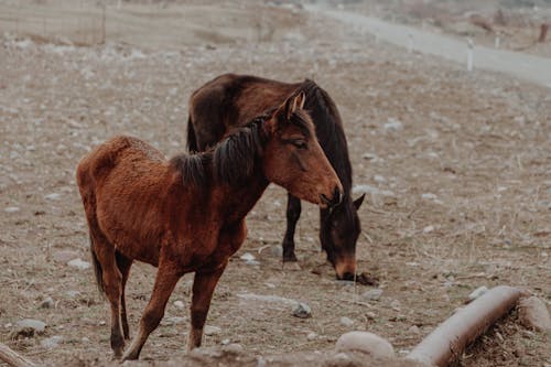 Foto d'estoc gratuïta de animals, cavalls, fons de pantalla