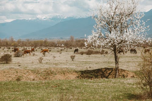 動物, 家畜, 牧草地の無料の写真素材