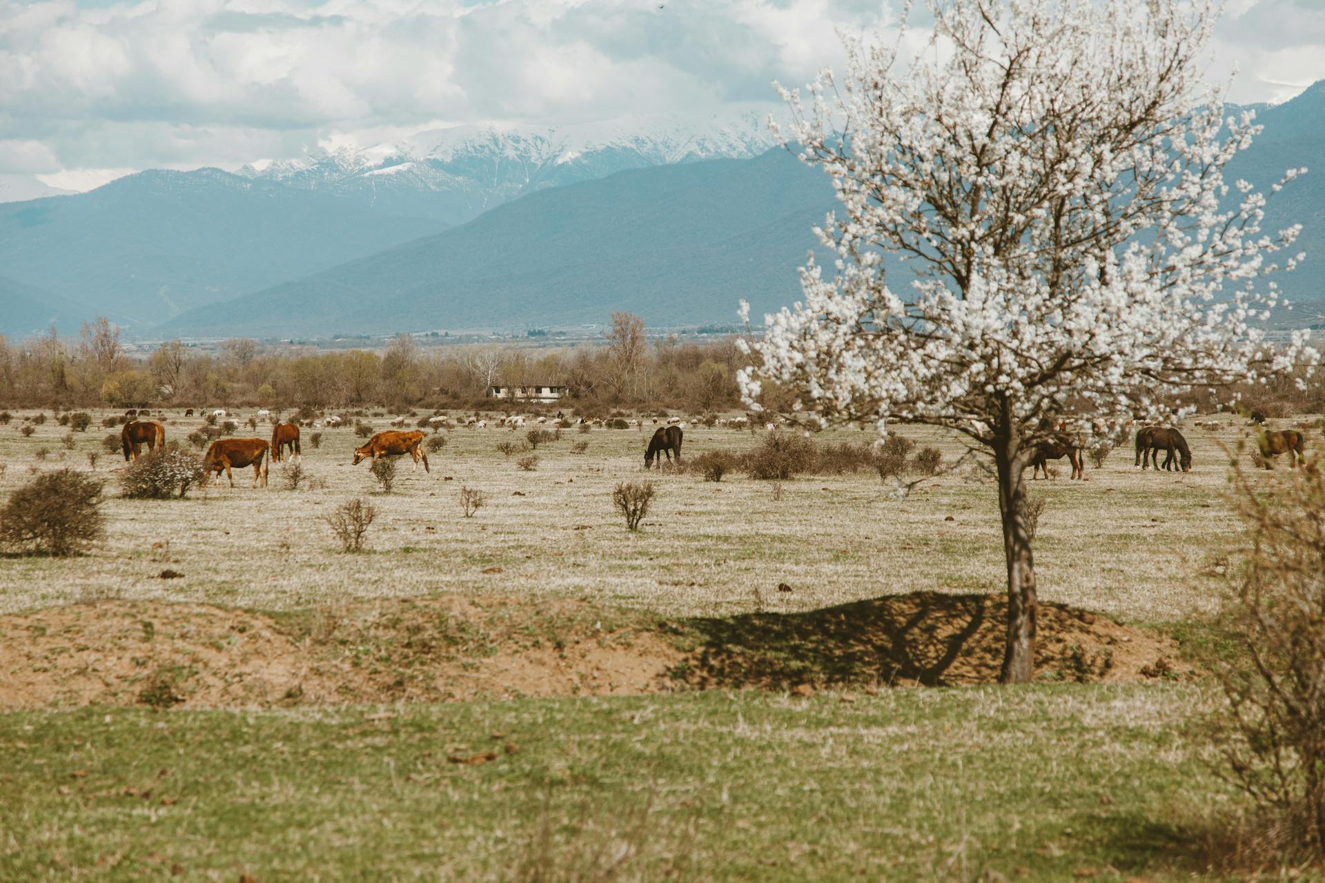 Livestock on Pasture