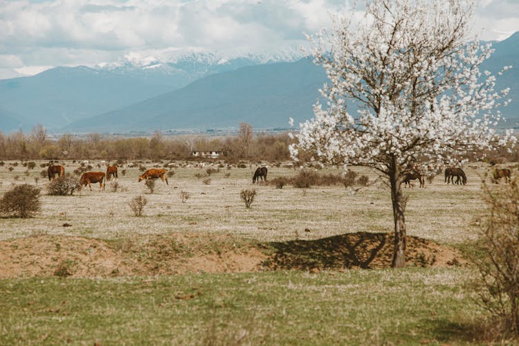 Livestock On Pasture