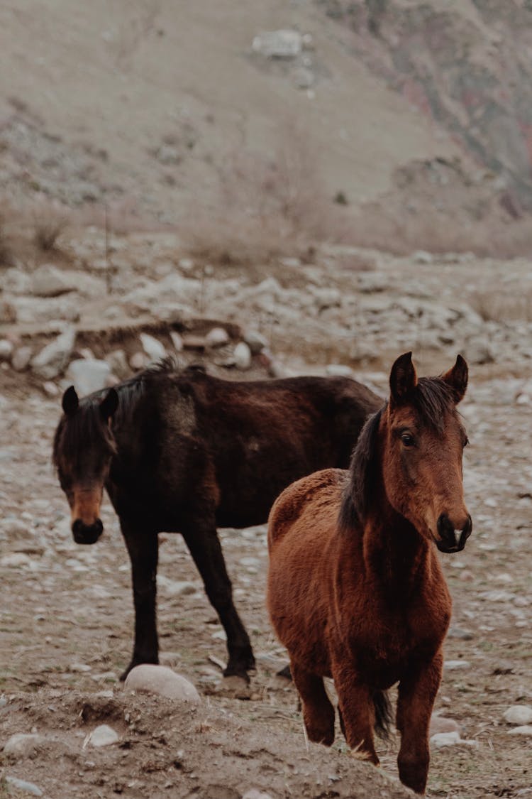 Horses In Nature