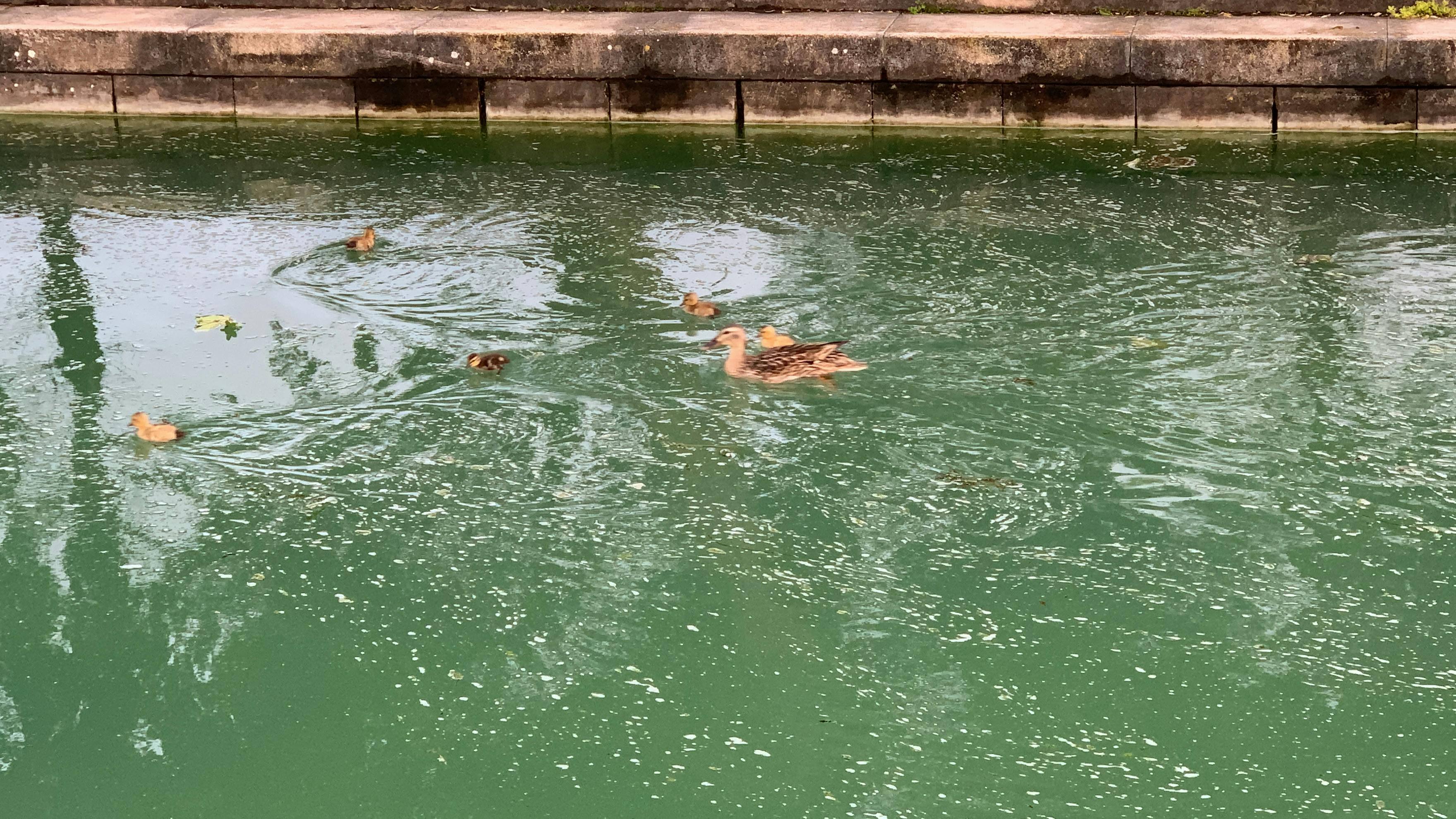 Retreating glacier terminus with exposed ground and meltwater lake