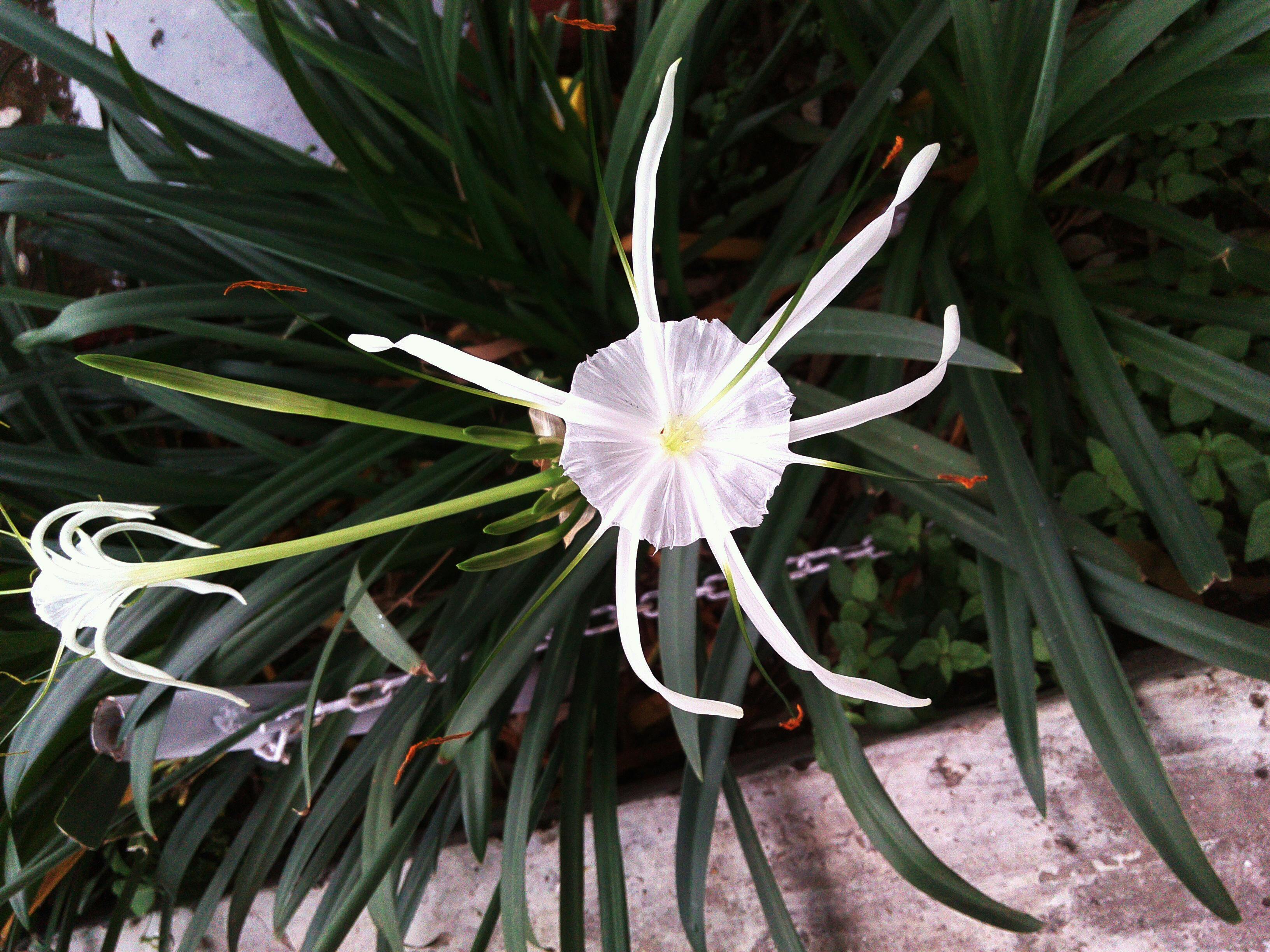 Wildfire burning across a dry forest landscape under smoky skies