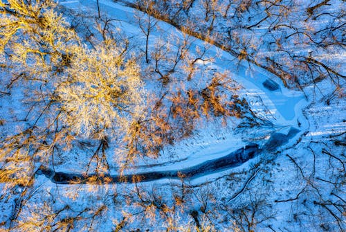 Darmowe zdjęcie z galerii z bagażnik, drzewa, fotografia lotnicza