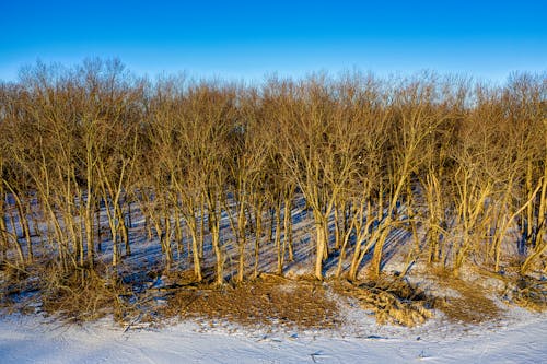 Ingyenes stockfotó csupasz fák, erdő, hideg témában