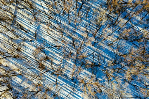 Gratis stockfoto met bevroren, bird's eye view, bomen