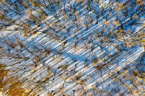 Brown Trees on Snow Covered Ground