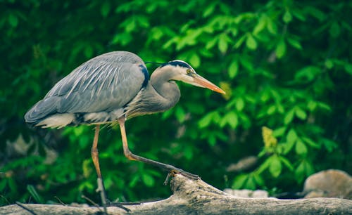 Gratis stockfoto met aviaire, detailopname, fotografie van vogels