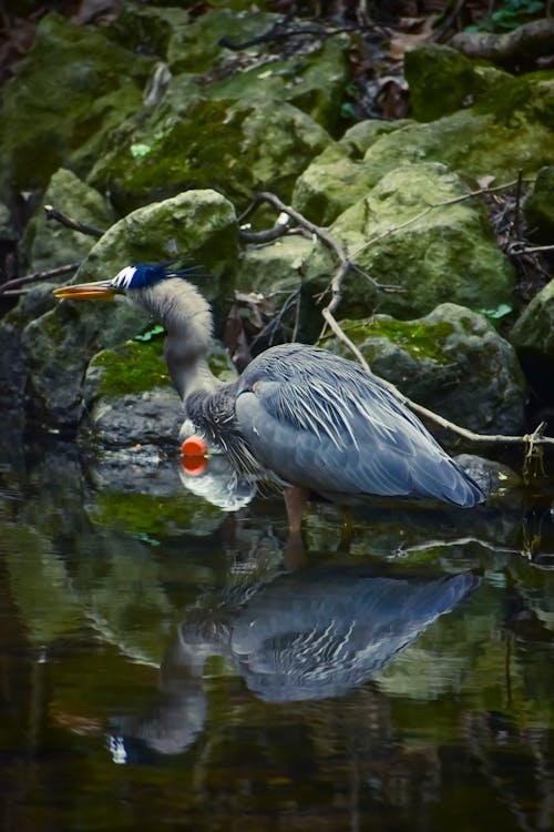 Darmowe zdjęcie z galerii z natura, pionowy strzał, ptak