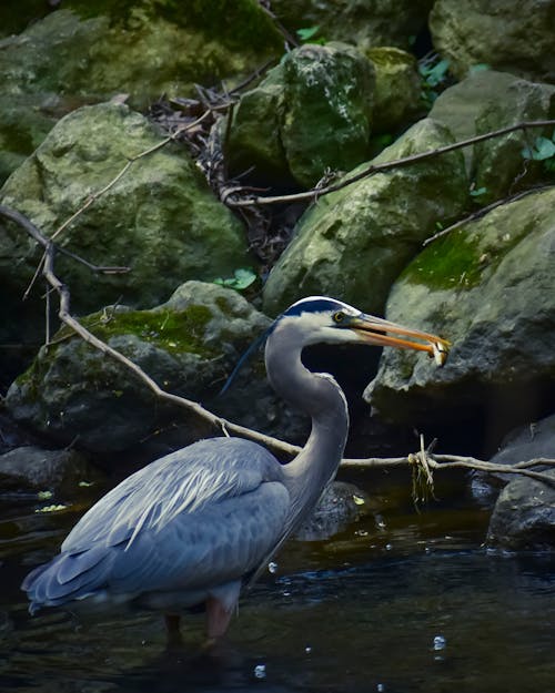 Gratis stockfoto met aviaire, beest, buiten