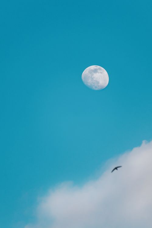 Free A bird flies below a vibrant blue sky with a visible moon, capturing a serene moment in nature. Stock Photo