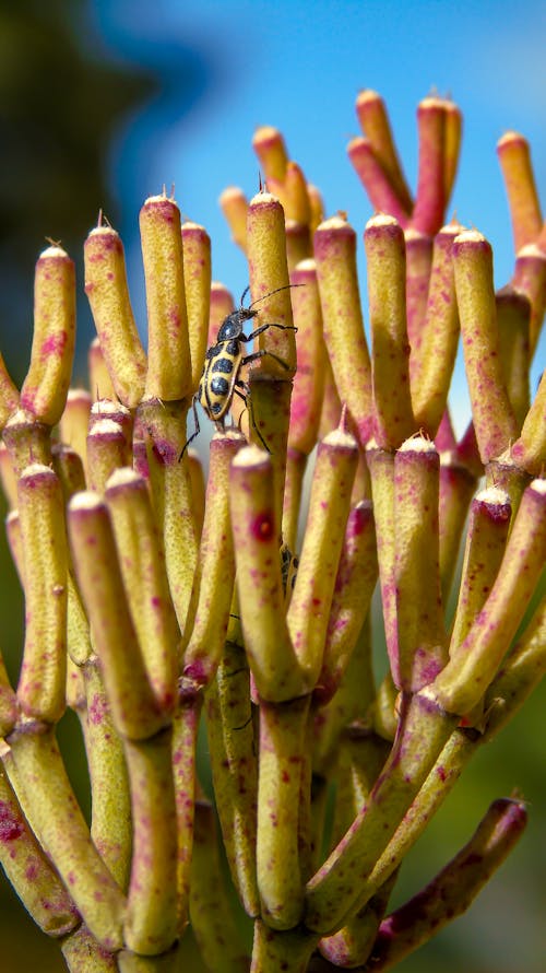 Photos gratuites de arthropode, beetle, centrale