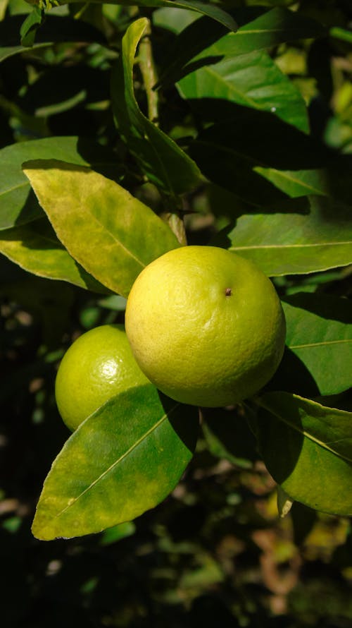 Close-Up Shot of Limes on a Tree