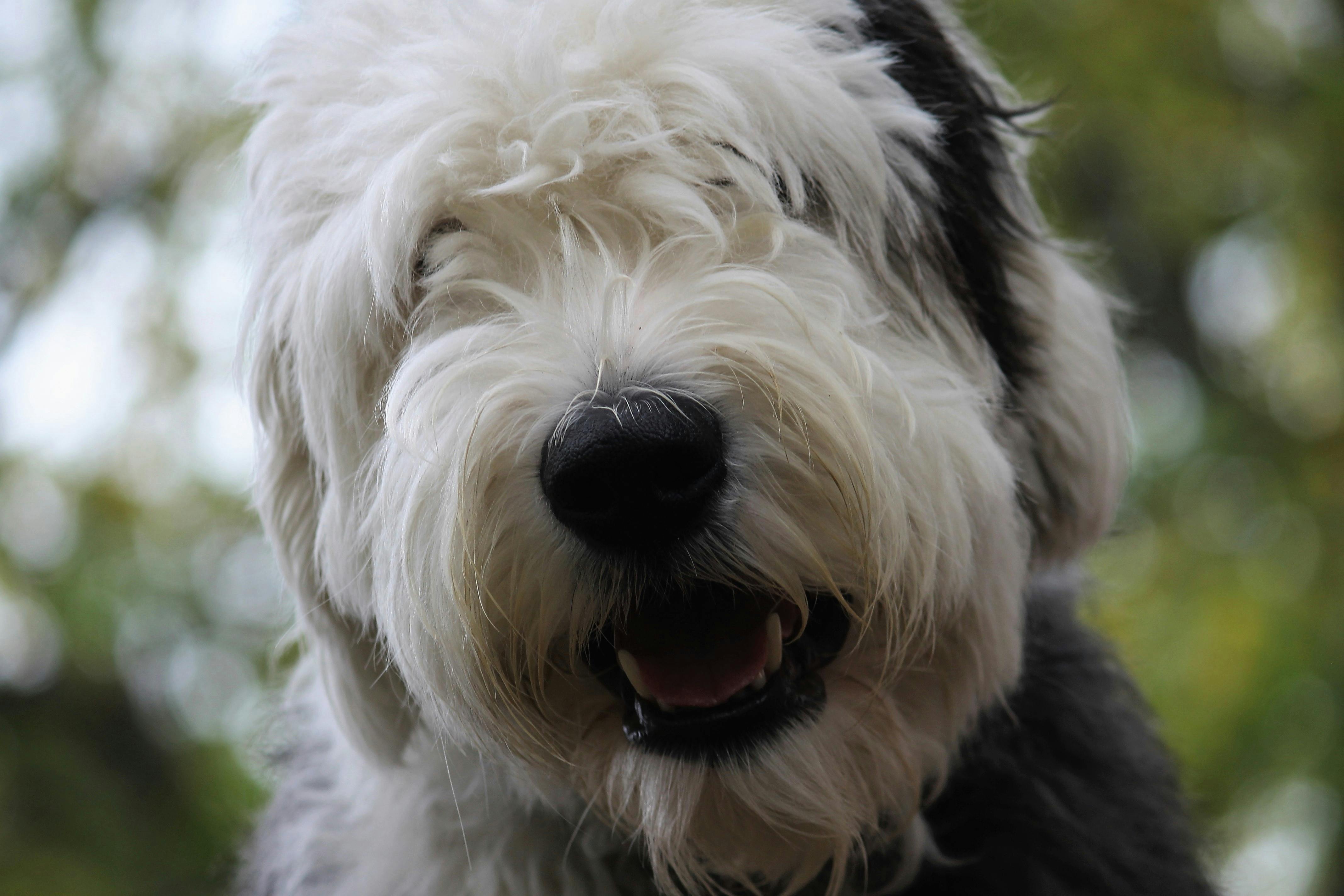 free-stock-photo-of-old-english-sheepdog-fur-white