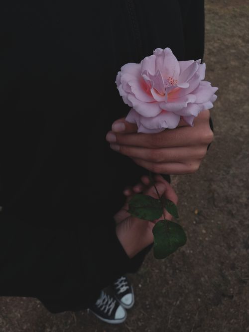 Free A close-up shot of hands gently holding a pink rose, highlighting its delicate petals. Stock Photo