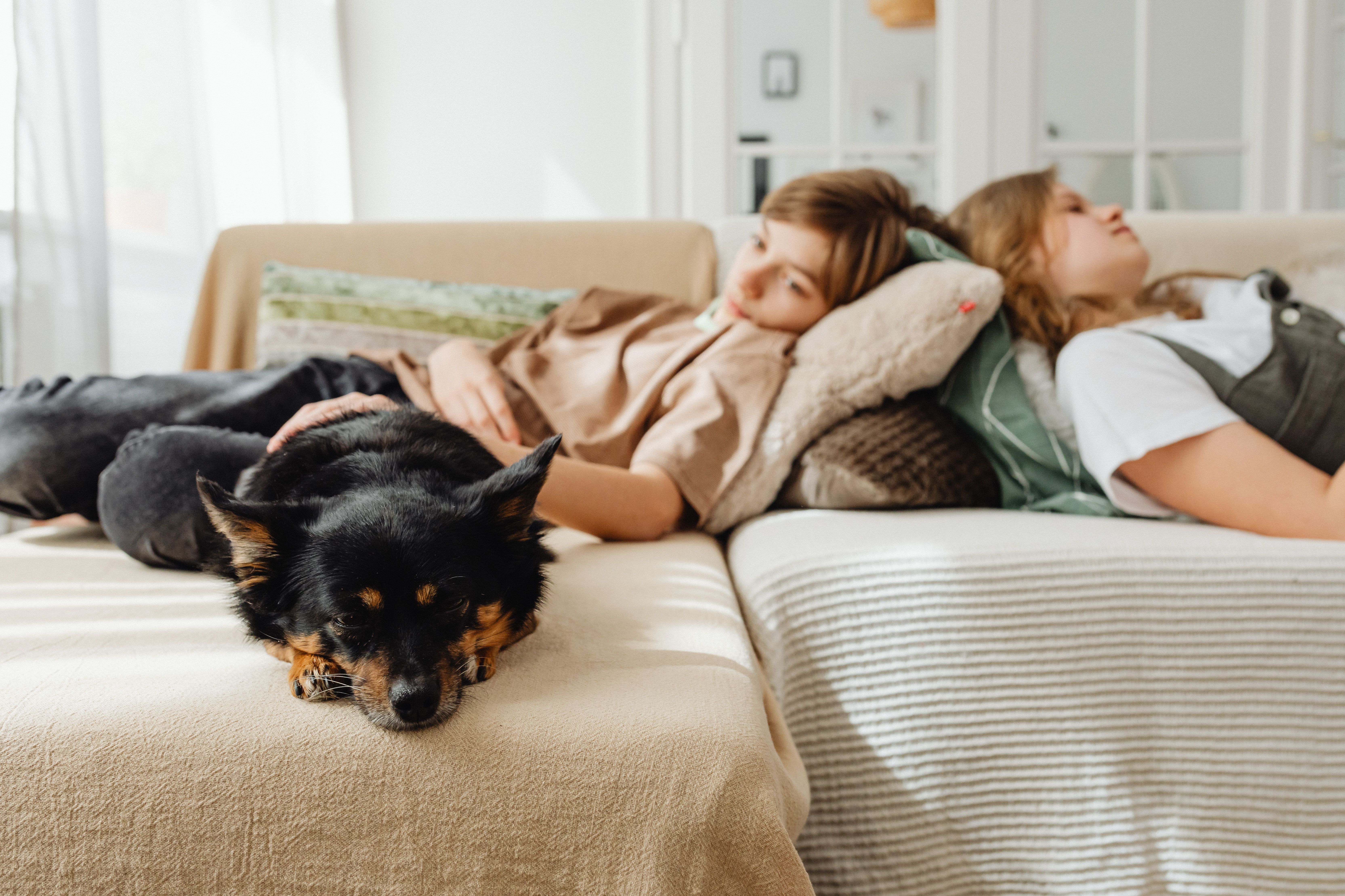 Best Multipet Insurance Plans of 2026 — Photo by https://kaboompics.com/ on Pexels