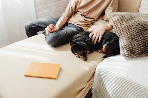 
A Dog Lying Down on a Couch