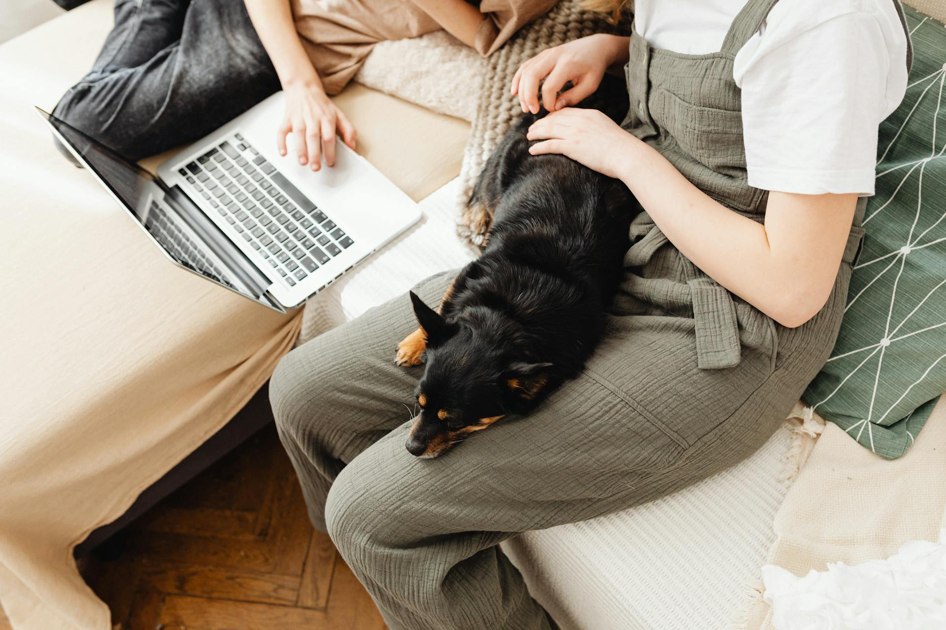 A Black Dog Lying on a Person's Lap