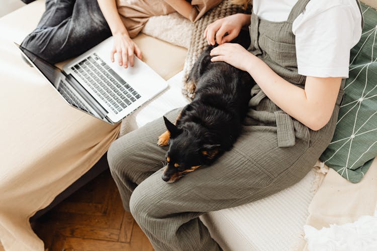 A Black Dog Lying On A Person's Lap