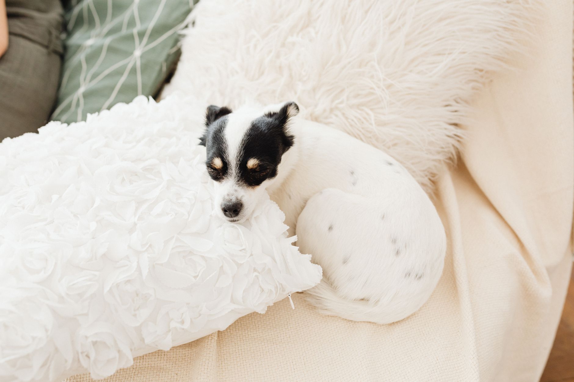 calm dog resting indoor living room