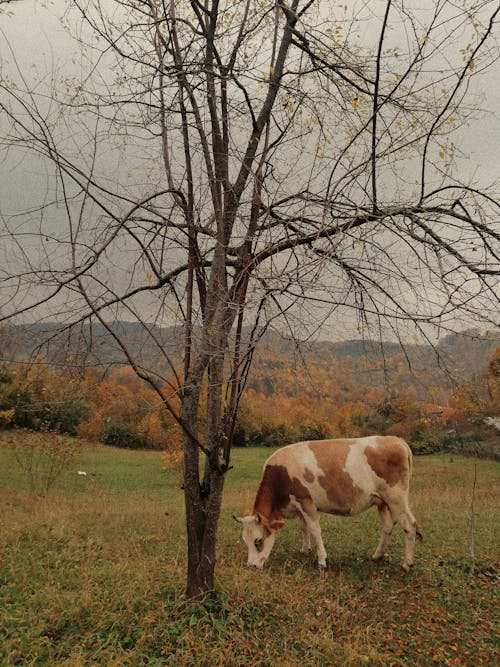 A Cow Grazing Near a Leafless Tree