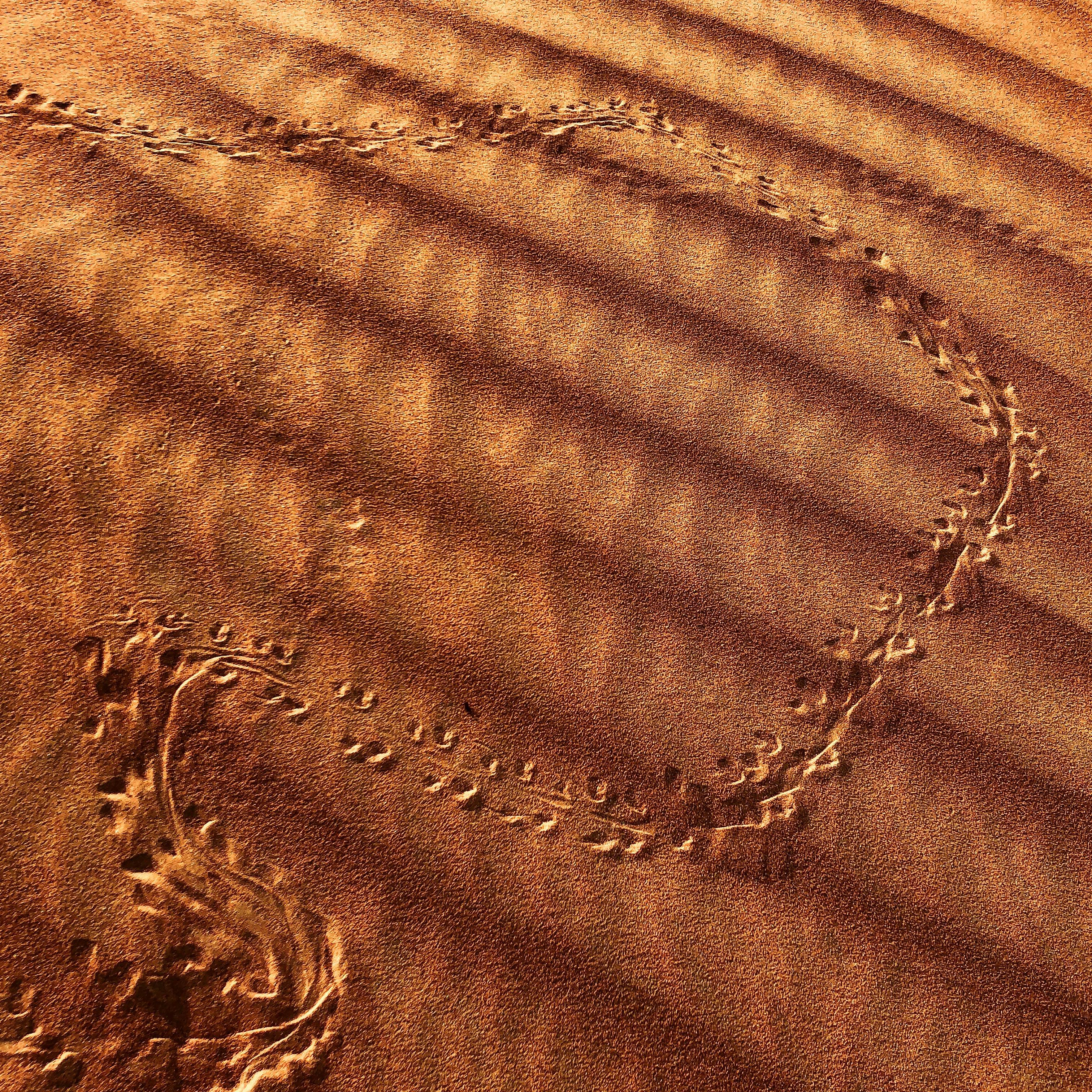 特写镜头下的沙漠沙子呈现出独特的动物足迹和温暖的波纹图案