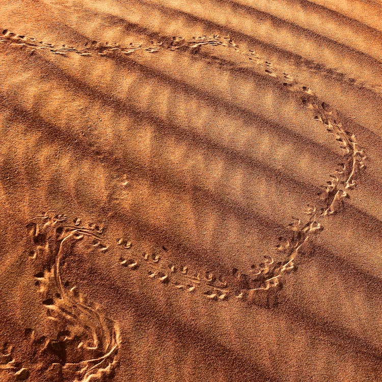 Animal Tracks In Brown Sand