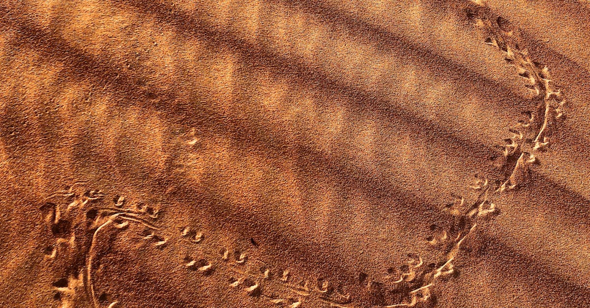 Free stock photo of desert, details, sands
