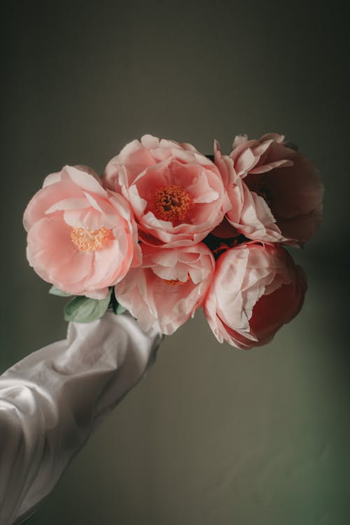 Crop anonymous person in white outfit reaching out hand and demonstrating bouquet of pink peonies against dark background in room
