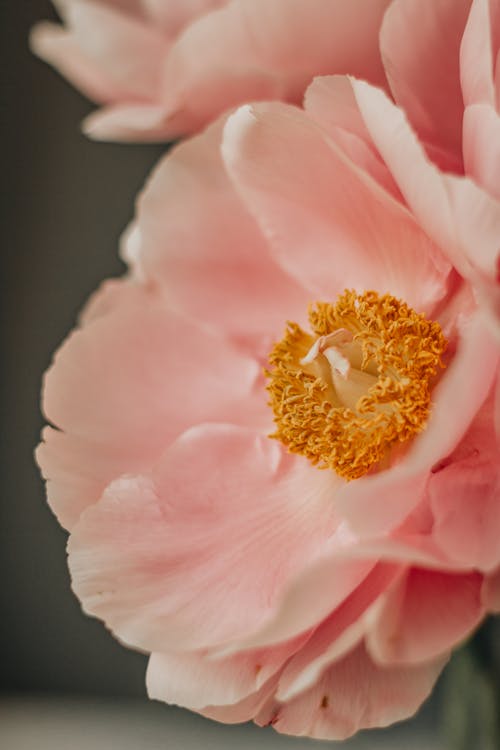 Blooming pink peony flower in daytime