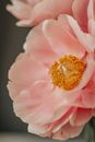 Blooming pink peony flower in daytime