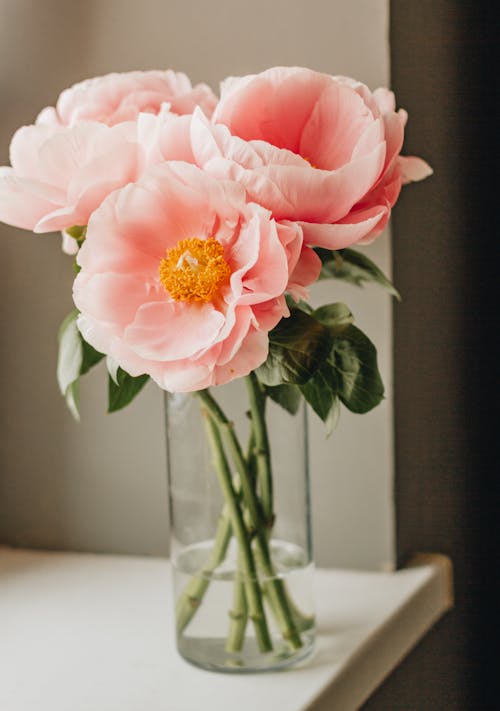 Aromatic bouquet of blooming peonies placed in transparent glass vase on windowsill in daytime