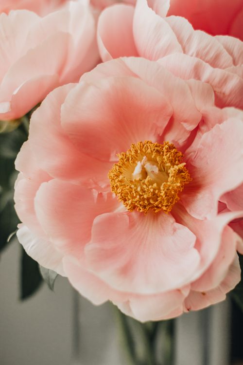 Free Bouquet of fresh blooming peony flowers with pink petals and yellow stamens growing on green stems in light room at home Stock Photo